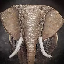 3D metalo sienos piešinys, Afrikos savanos dramblys su ilgomis iltimis, dydis 85 cm x 85 cm